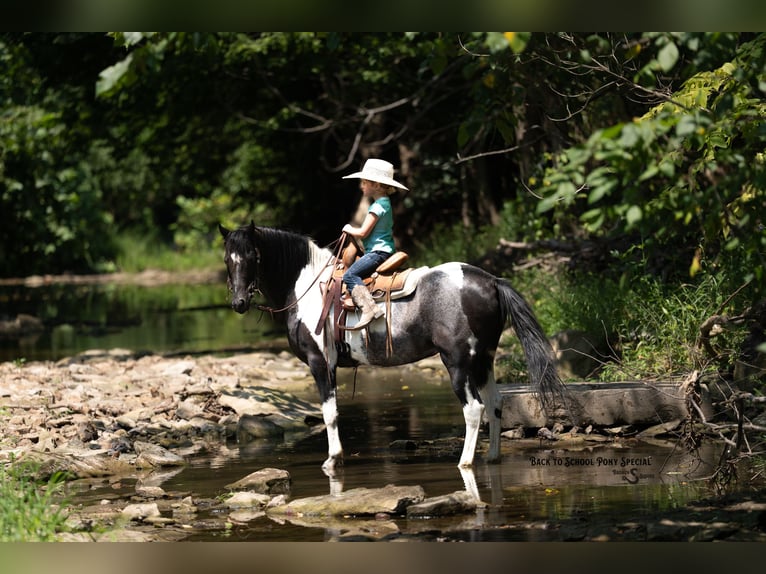 Poni cuarto de milla Mestizo Caballo castrado 12 años 127 cm Pío in Clover
