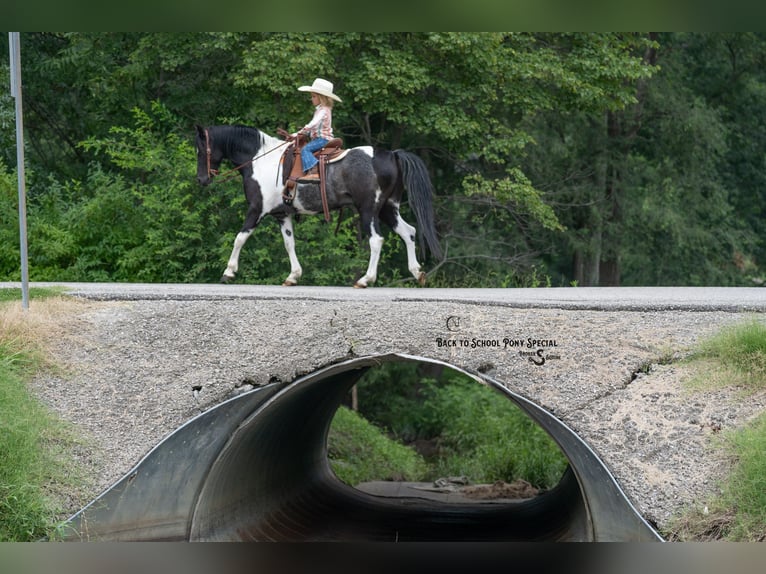 Poni cuarto de milla Mestizo Caballo castrado 12 años 127 cm Pío in Clover
