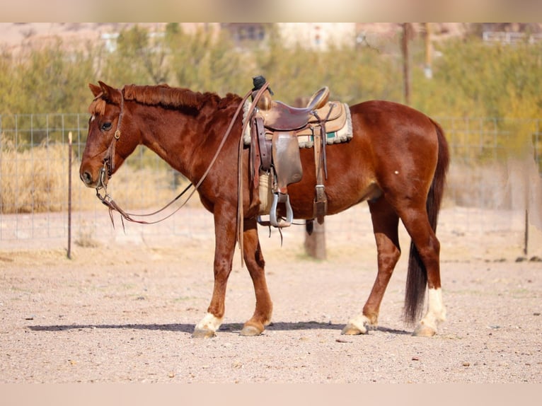 Poni cuarto de milla Caballo castrado 12 años 132 cm Alazán rojizo in Joshua