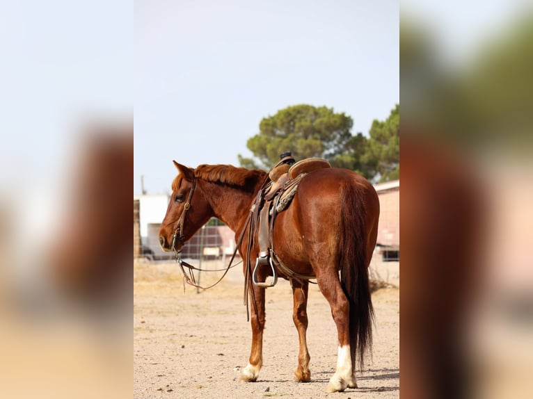 Poni cuarto de milla Caballo castrado 12 años 132 cm Alazán rojizo in Joshua