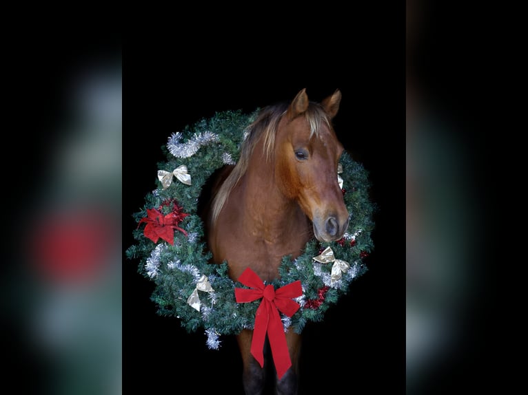 Poni cuarto de milla Caballo castrado 12 años 132 cm Alazán-tostado in Carthage