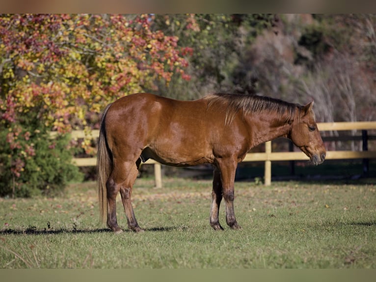 Poni cuarto de milla Caballo castrado 12 años 132 cm Alazán-tostado in Carthage