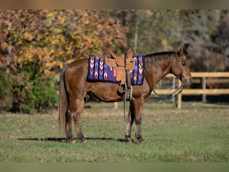 Poni cuarto de milla Caballo castrado 12 años 132 cm Alazán-tostado in Carthage