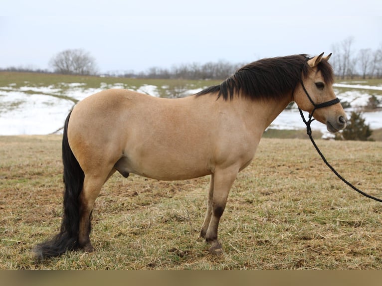 Poni cuarto de milla Caballo castrado 12 años 135 cm Buckskin/Bayo in Wallingford
