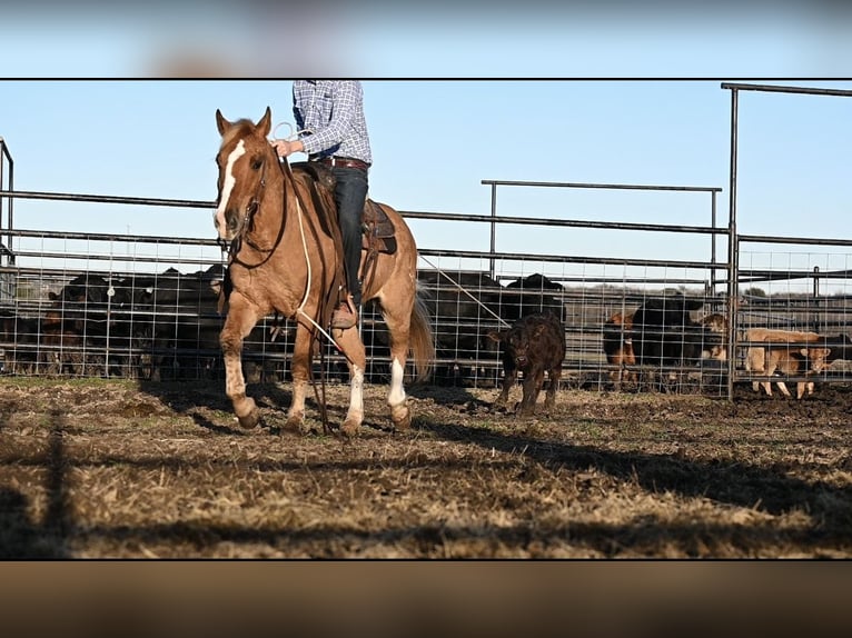 Poni cuarto de milla Caballo castrado 12 años 142 cm Bayo in Waco