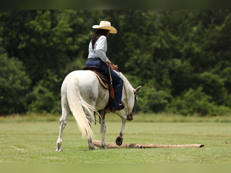 Poni cuarto de milla Caballo castrado 12 años 142 cm Tordo in Joshua