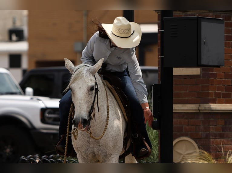 Poni cuarto de milla Caballo castrado 12 años 142 cm Tordo in Joshua