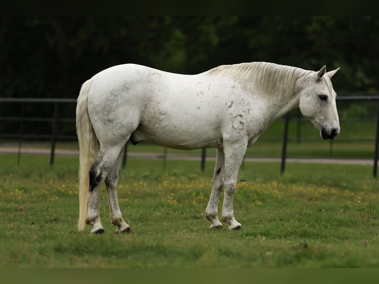 Poni cuarto de milla Caballo castrado 12 años 142 cm Tordo in Joshua