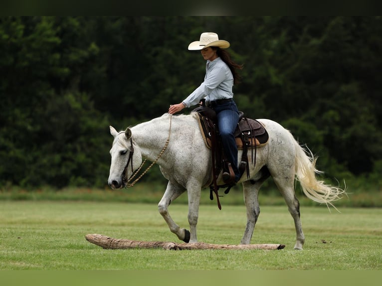 Poni cuarto de milla Caballo castrado 12 años 142 cm Tordo in Joshua