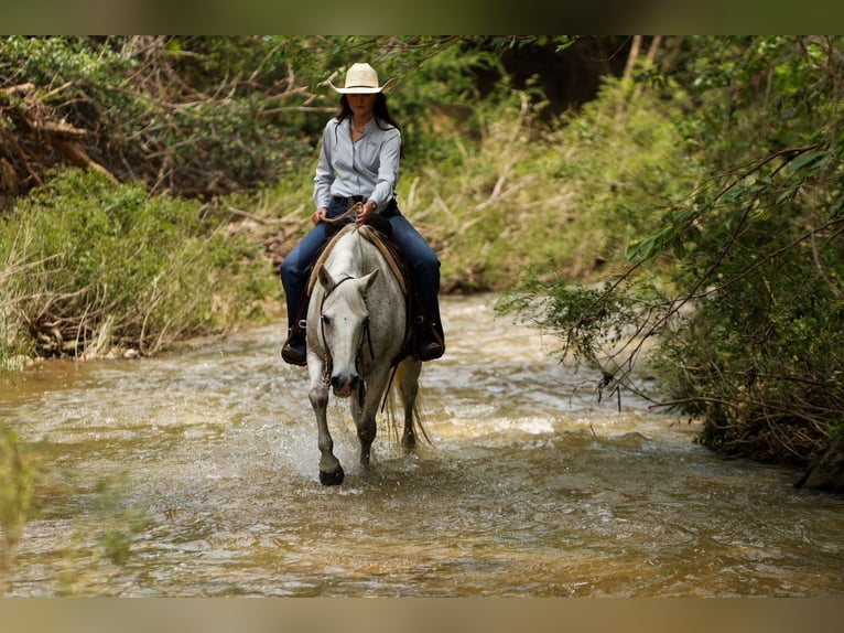 Poni cuarto de milla Caballo castrado 12 años 142 cm Tordo in Joshua