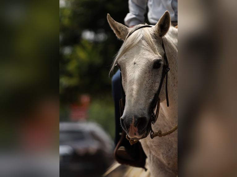 Poni cuarto de milla Caballo castrado 12 años 142 cm Tordo in Joshua