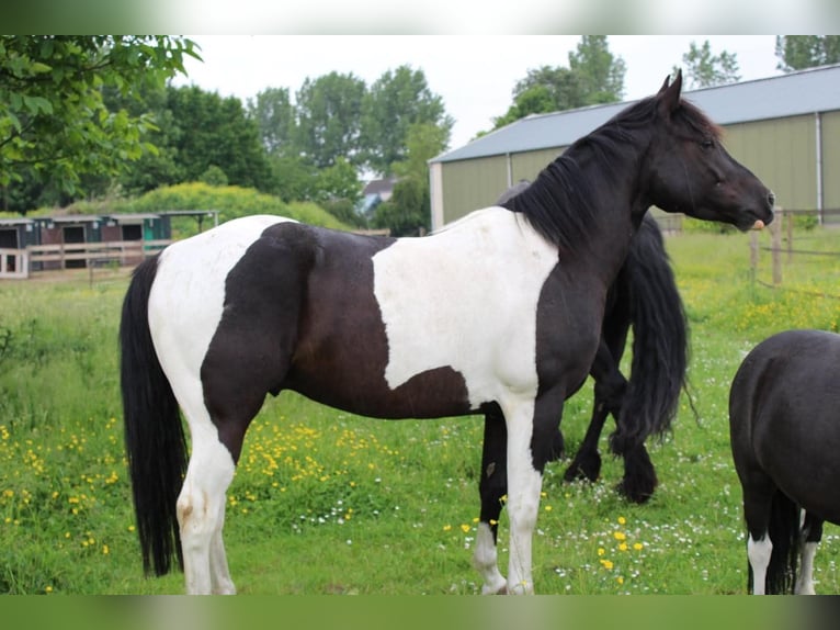 Poni cuarto de milla Mestizo Caballo castrado 12 años 145 cm Pío in Oijen