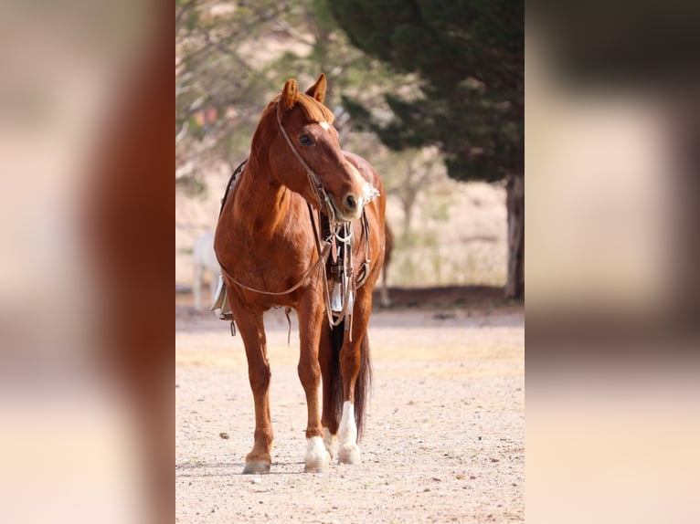 Poni cuarto de milla Caballo castrado 13 años 132 cm Alazán rojizo in Joshua