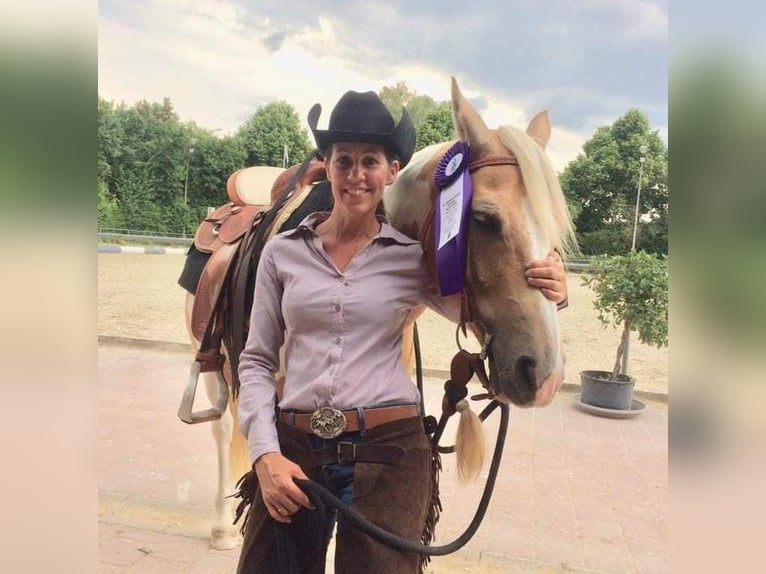 Poni cuarto de milla Caballo castrado 13 años 140 cm Pío in Horgau