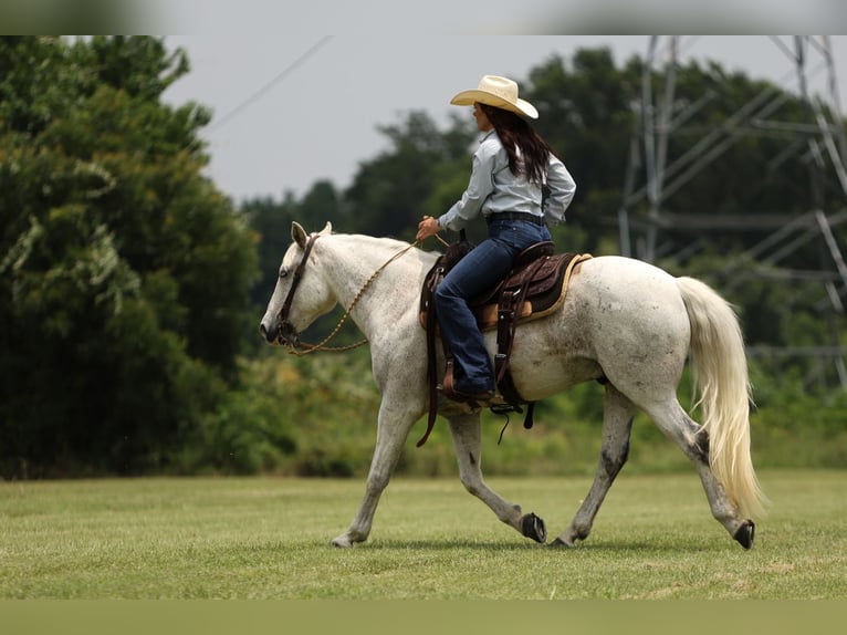 Poni cuarto de milla Caballo castrado 13 años 142 cm Tordo in Joshua