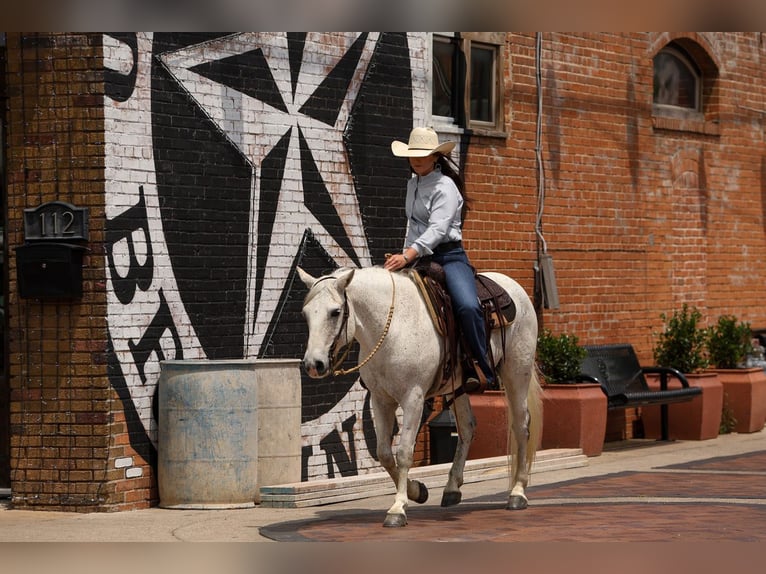 Poni cuarto de milla Caballo castrado 13 años 142 cm Tordo in Joshua