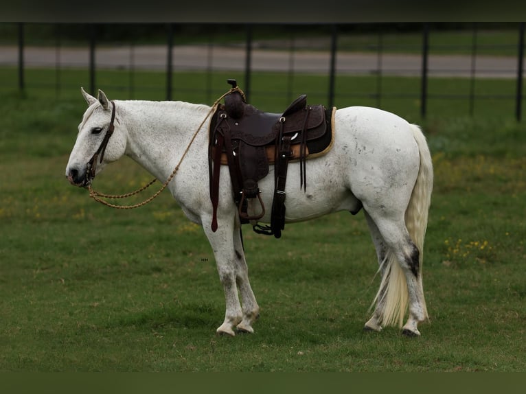 Poni cuarto de milla Caballo castrado 13 años 142 cm Tordo in Joshua