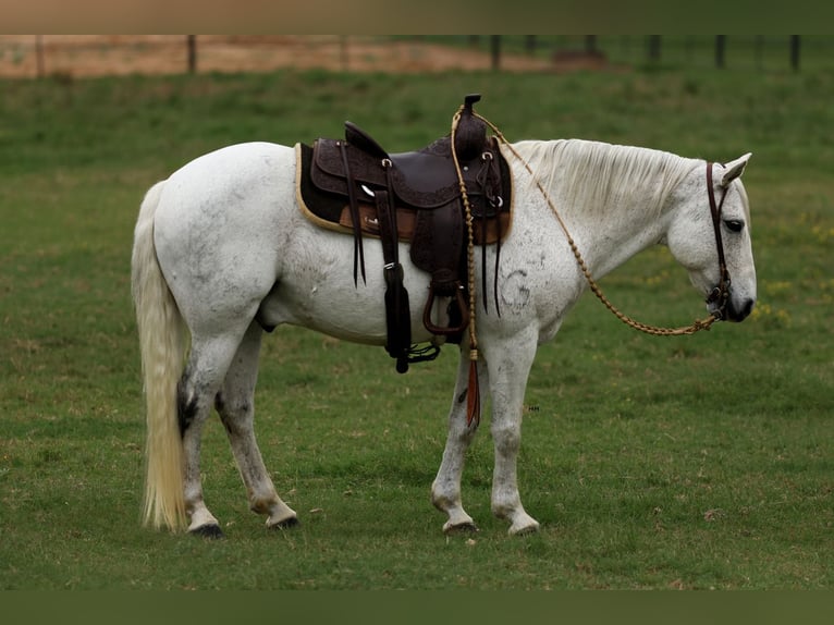 Poni cuarto de milla Caballo castrado 13 años 142 cm Tordo in Joshua