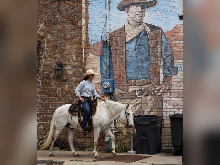 Poni cuarto de milla Caballo castrado 13 años 142 cm Tordo in Joshua