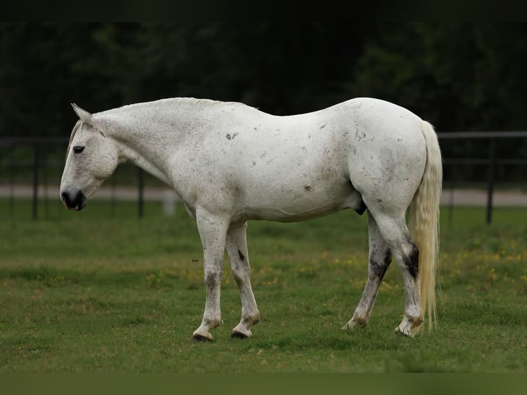 Poni cuarto de milla Caballo castrado 13 años 142 cm Tordo in Joshua