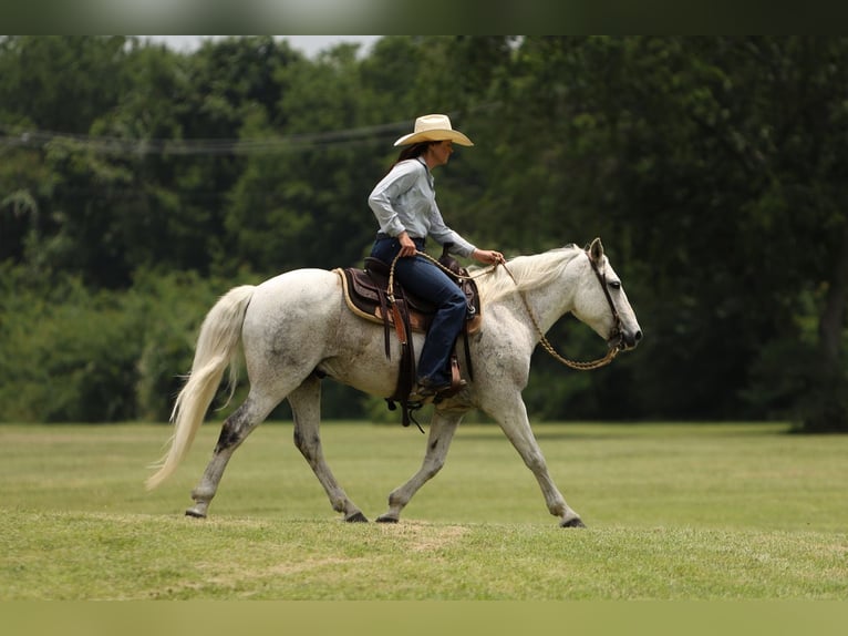 Poni cuarto de milla Caballo castrado 13 años 142 cm Tordo in Joshua