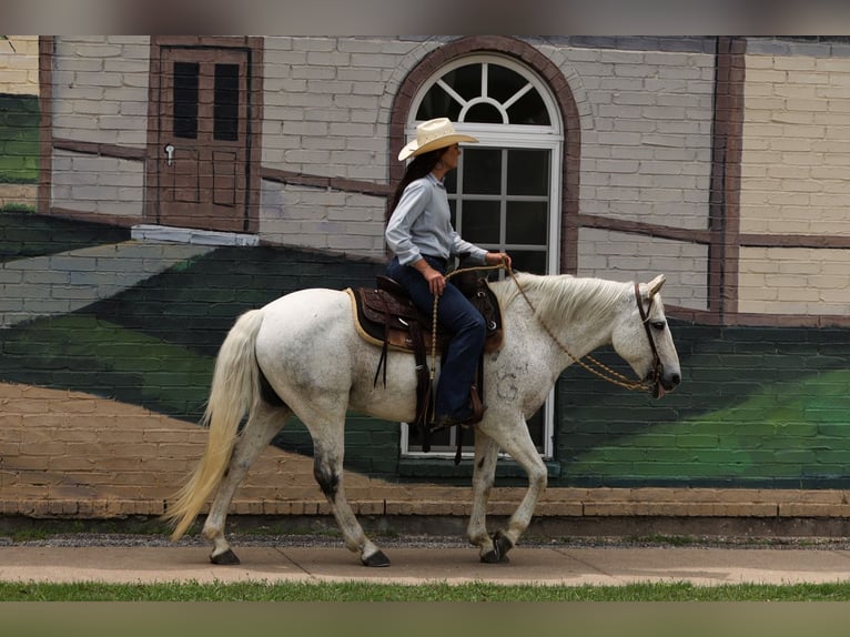 Poni cuarto de milla Caballo castrado 13 años 142 cm Tordo in Joshua