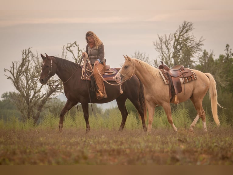 Poni cuarto de milla Caballo castrado 13 años 150 cm Palomino in Felanitx