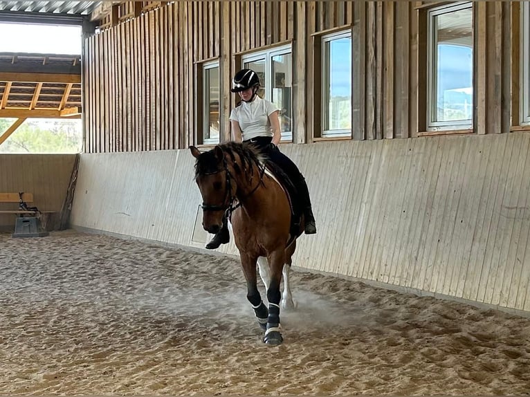 Poni cuarto de milla Mestizo Caballo castrado 13 años 150 cm Pío in JenaJena
