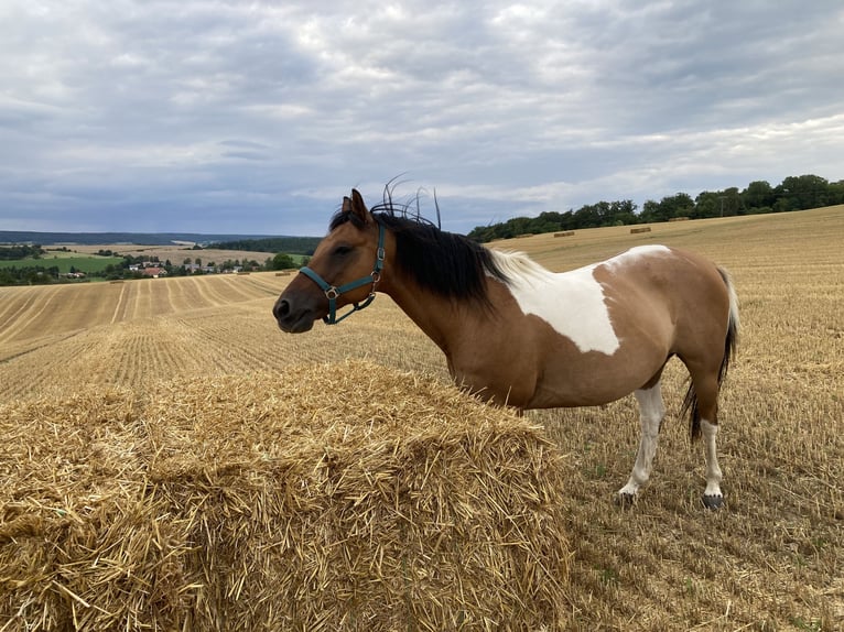 Poni cuarto de milla Mestizo Caballo castrado 13 años 150 cm Pío in JenaJena