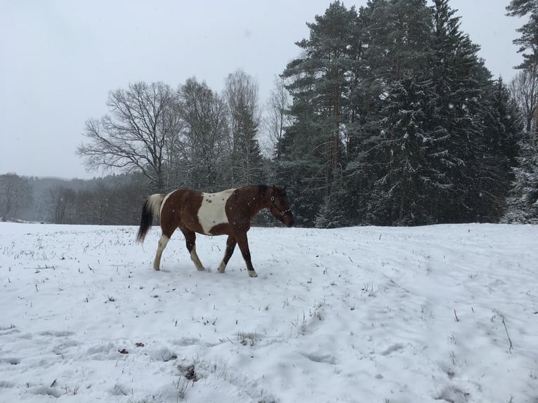 Poni cuarto de milla Mestizo Caballo castrado 13 años 150 cm Pío in JenaJena
