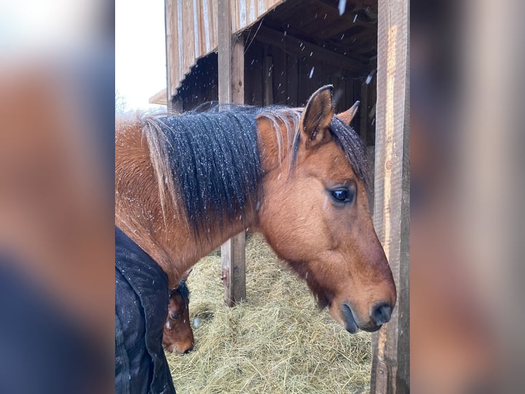 Poni cuarto de milla Mestizo Caballo castrado 13 años 150 cm Pío in JenaJena
