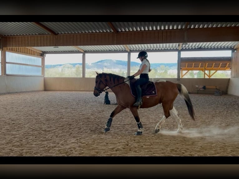 Poni cuarto de milla Mestizo Caballo castrado 13 años 150 cm Pío in JenaJena