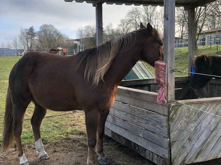 Poni cuarto de milla Caballo castrado 13 años 160 cm in Karlstadt