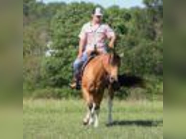 Poni cuarto de milla Caballo castrado 13 años Buckskin/Bayo in Mount Vernon