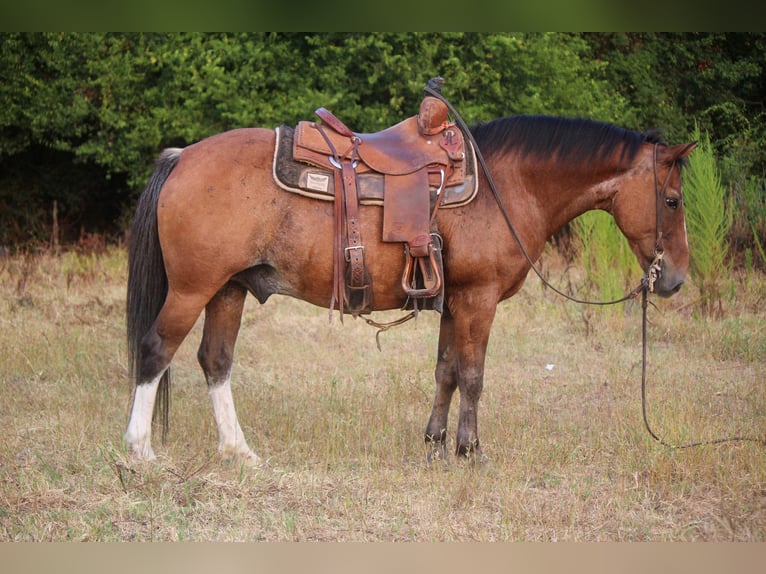 Poni cuarto de milla Caballo castrado 13 años Castaño-ruano in RUSK, TX