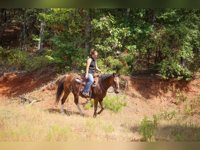 Poni cuarto de milla Caballo castrado 13 años Castaño-ruano in RUSK, TX