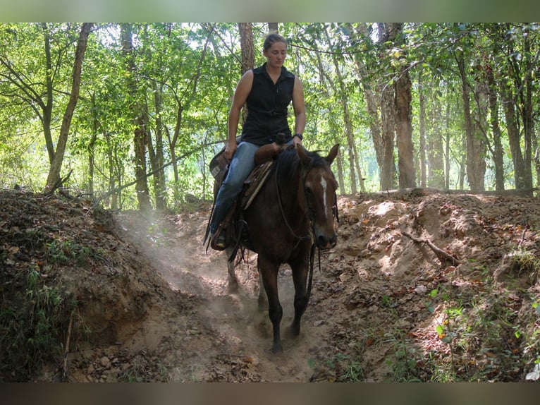 Poni cuarto de milla Caballo castrado 13 años Castaño-ruano in RUSK, TX