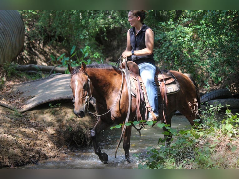 Poni cuarto de milla Caballo castrado 13 años Castaño-ruano in RUSK, TX