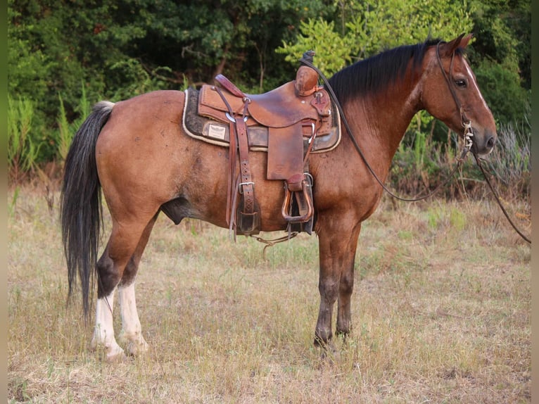 Poni cuarto de milla Caballo castrado 13 años Castaño-ruano in RUSK, TX