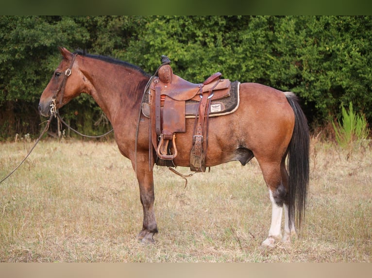 Poni cuarto de milla Caballo castrado 13 años Castaño-ruano in RUSK, TX