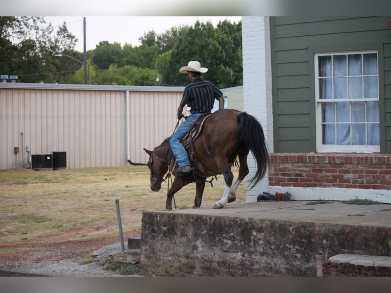 Poni cuarto de milla Caballo castrado 13 años Castaño-ruano in RUSK, TX