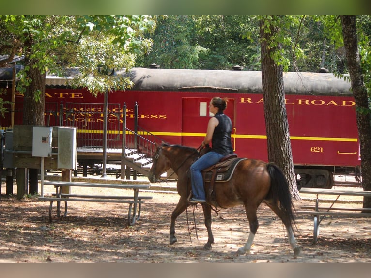 Poni cuarto de milla Caballo castrado 13 años Castaño-ruano in RUSK, TX