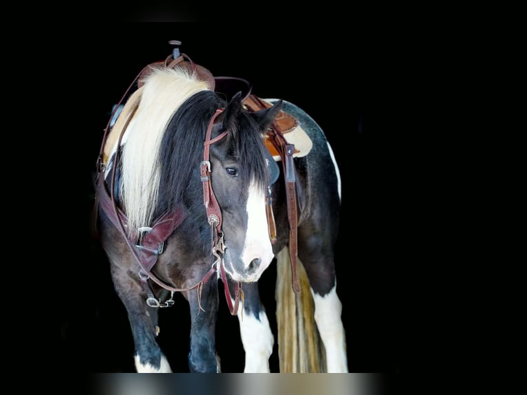 Poni cuarto de milla Caballo castrado 13 años Pío in Clarion