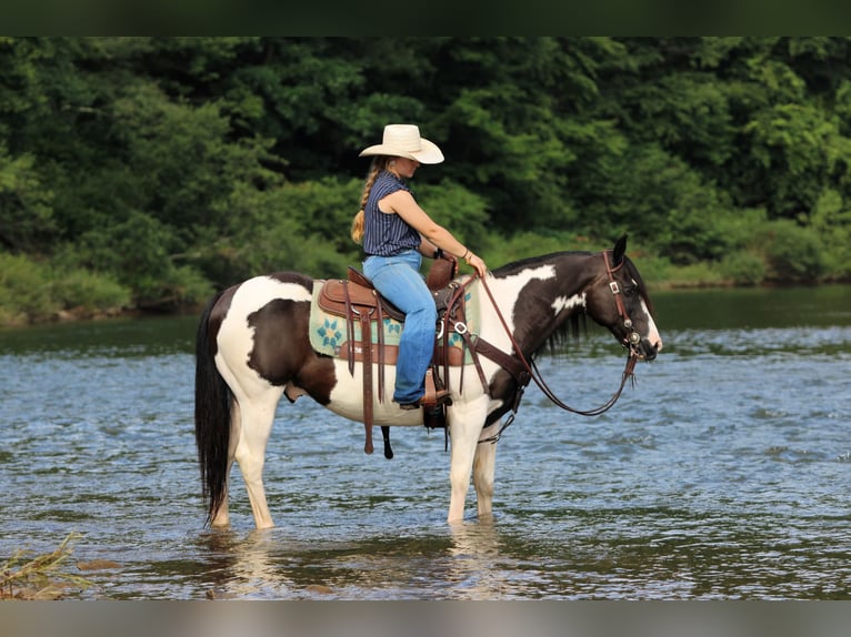 Poni cuarto de milla Caballo castrado 13 años Pío in Clarion