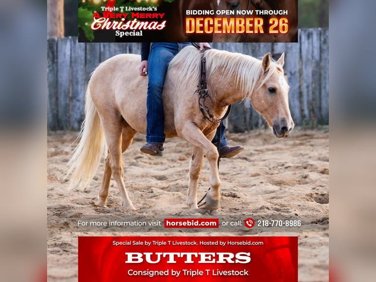 Poni cuarto de milla Caballo castrado 14 años 122 cm Palomino in Nevis, MN