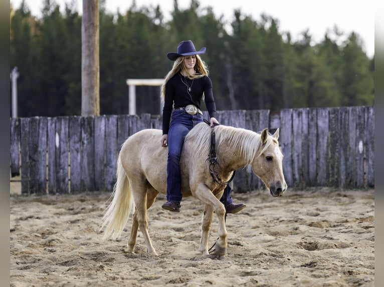 Poni cuarto de milla Caballo castrado 14 años 122 cm Palomino in Nevis, MN