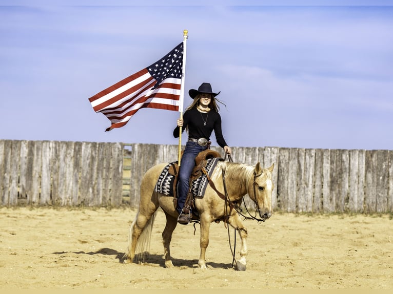 Poni cuarto de milla Caballo castrado 14 años 122 cm Palomino in Nevis, MN