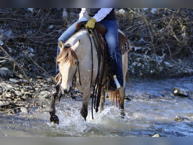 Poni cuarto de milla Caballo castrado 14 años 132 cm Buckskin/Bayo in Joshua, TX