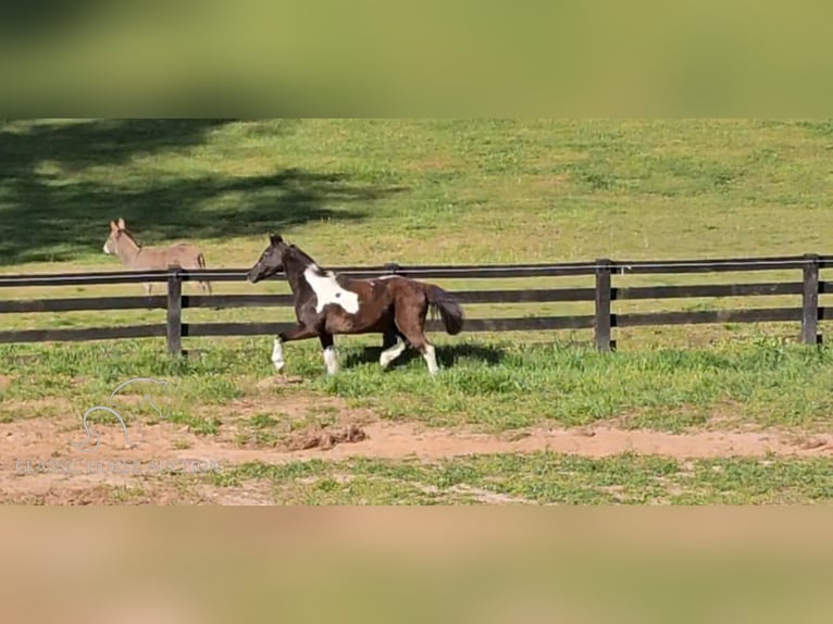 Poni cuarto de milla Caballo castrado 14 años 132 cm Tobiano-todas las-capas in Gillsville, GA