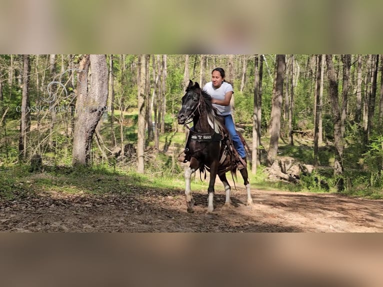 Poni cuarto de milla Caballo castrado 14 años 132 cm Tobiano-todas las-capas in Gillsville, GA